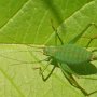 speckled bush cricket